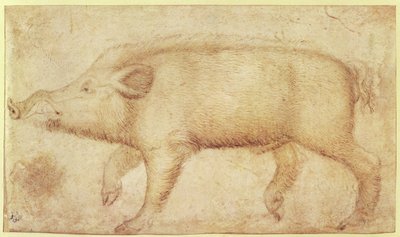 A Wild Boar by Antonio Pisanello